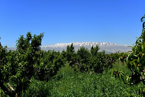 Anjar Ararat